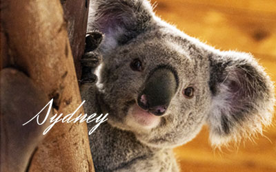 Enjoy the Koala Experience at the Palm Beach Zoo