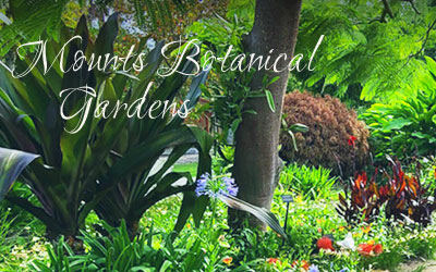 The Mounts Botanical Gardens