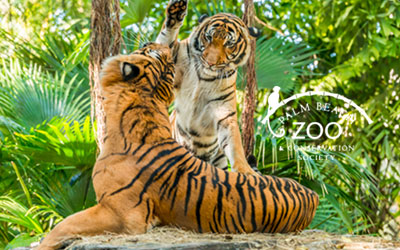 The Palm Beach Zoo Tigers