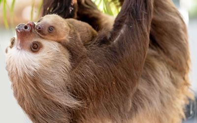 Enjoy the Sloth Experience at the Palm Beach Zoo