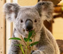 Sydney The Koala at Palm Beach Zoo