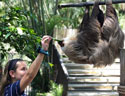wilbur sloth at palm beach zoo